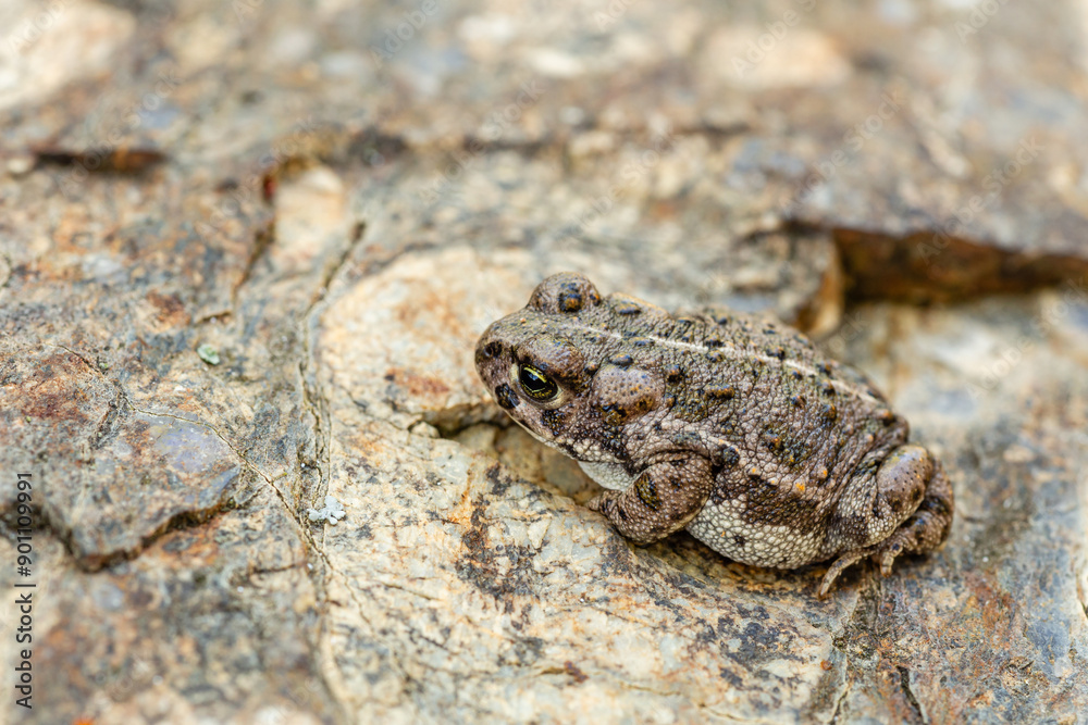 Fototapeta premium Natterjack toad. Bufo calamita. Small amphibian on a rock.