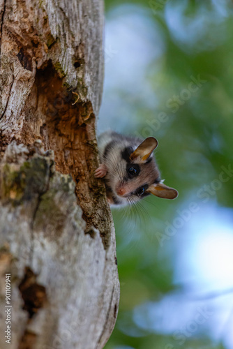 Common dormouse watching from the trunk of an oak tree. Eliomys quercinus. photo