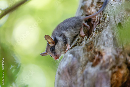 Eliomys quercinus. Black-faced dormouse climbing the trunk of an oak tree.