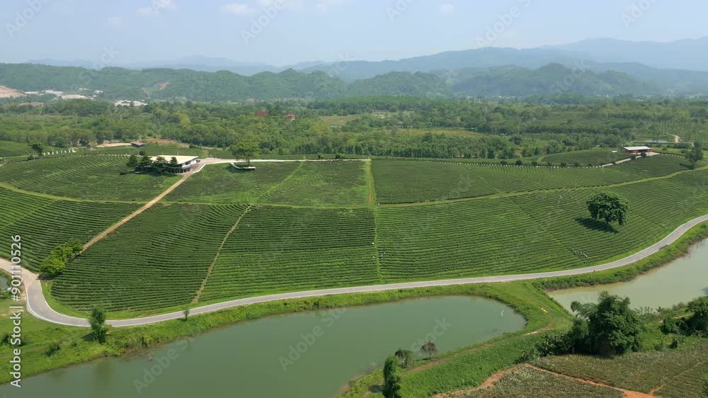 Aerial view of the tea plantation landscape in Chiang Rai, Thailand Aerial view of the tea plantation landscape in Chiang Rai, Thailand