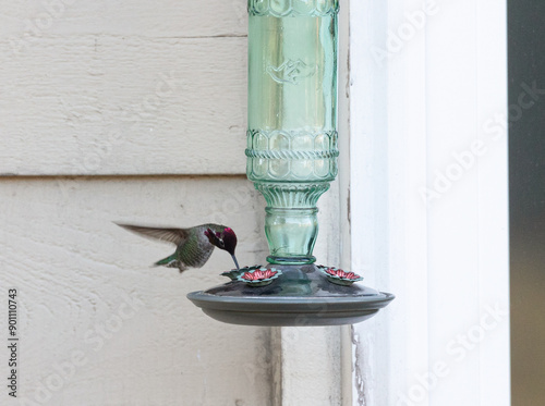 Beautiful wild hummingbird with pinkish violet colored head eating nectar from a birdfeeder, on an apartment patio. Action shot in a movement, captured with high shutter speed. photo