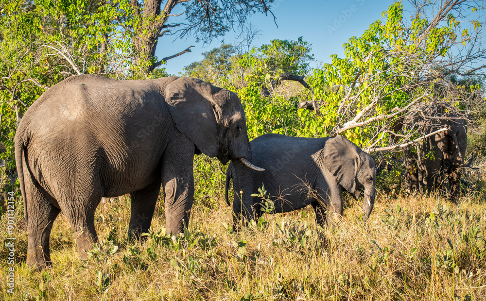 Fototapeta premium The African bush elephant, Loxodonta africana, also known as the African savanna elephant. 