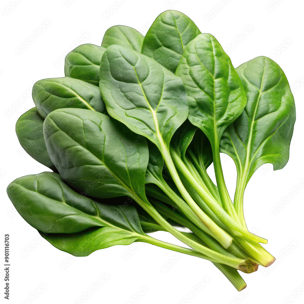 Spinach leaves isolated on transparent background Spinach leaves isolated on transparent background