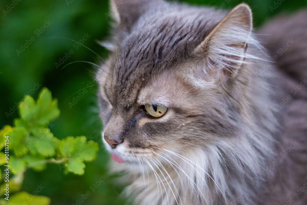 Grey cat in the garden. High quality photo. Grey cat in the garden. High quality photo.