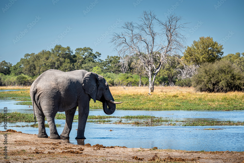 The African bush elephant, Loxodonta africana, also known as the African savanna elephant.
The African bush elephant, Loxodonta africana, also known as the African savanna elephant.