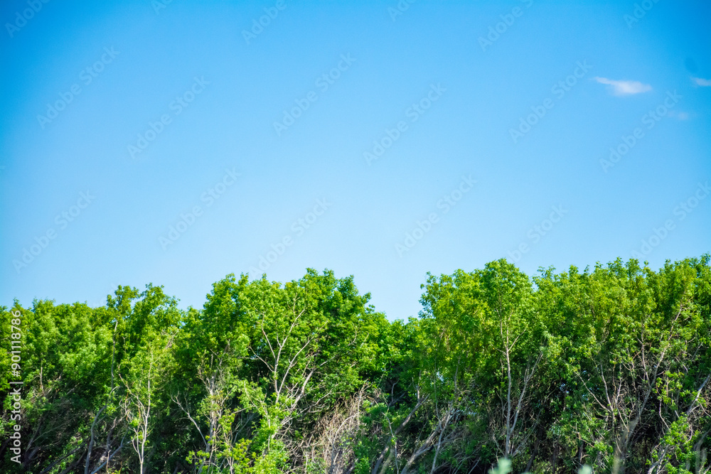 Green grass and blue sky. High quality photo. Green grass and blue sky. High quality photo.