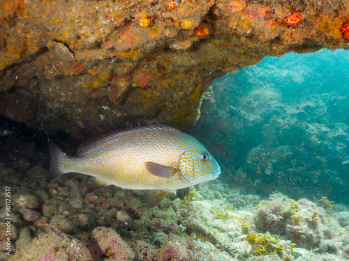 Wallpaper Mural 水中洞窟にいる、大きく美しいコロダイ（イサキ科）。

日本国静岡県伊豆半島賀茂郡南伊豆町中木から渡し船で渡るヒリゾ浜-2024年7月

A large and beautiful Painted Sweetlips (Diagramma pictum) in underwater cave.
 Torontodigital.ca