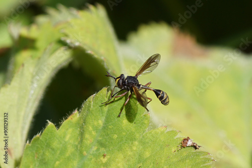 Waisted Beegrabber, Physocephala rufipes. Family Thick-headed flies, Conopid flies (Conopidae). On lady's mantle leaf (Alchemilla mollis). Dutch garden, July photo