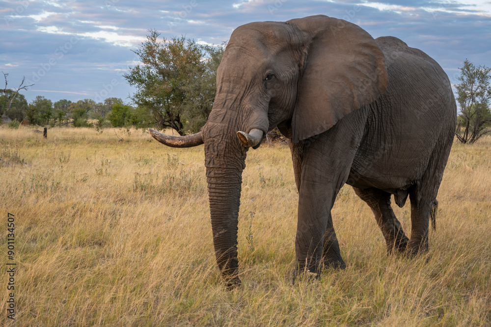 The African bush elephant, Loxodonta africana, also known as the African savanna elephant.
The African bush elephant, Loxodonta africana, also known as the African savanna elephant.