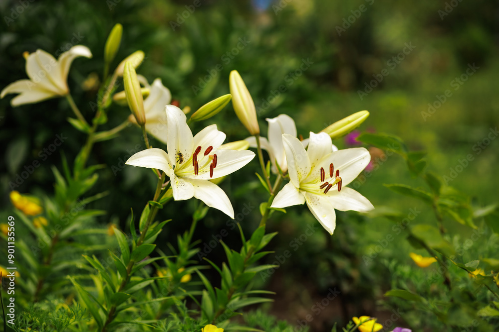 Fototapeta premium White lily flowers in the summer garden.