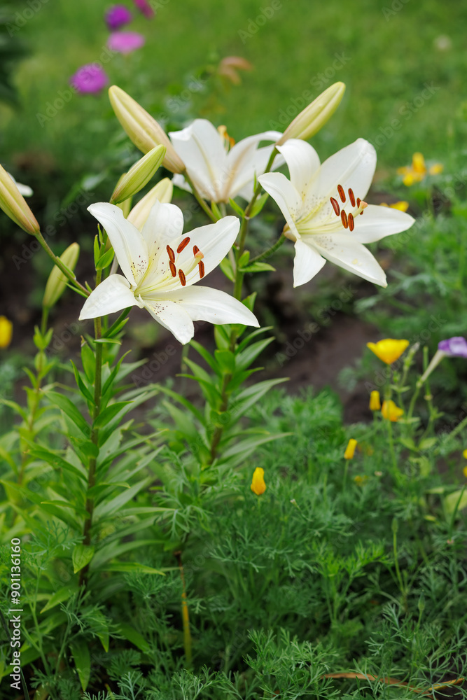 Obraz premium White lily flowers in the summer garden.
