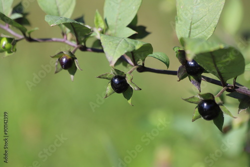 Atropa belladonna. Fruits of belladonna, banewort or deadly nightshade. photo