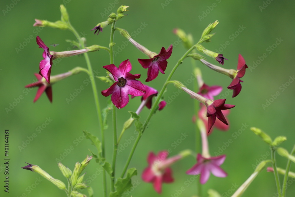 Flowering ornamental tobacco plant, Nicotiana flowers. Flowering ornamental tobacco plant, Nicotiana flowers.
