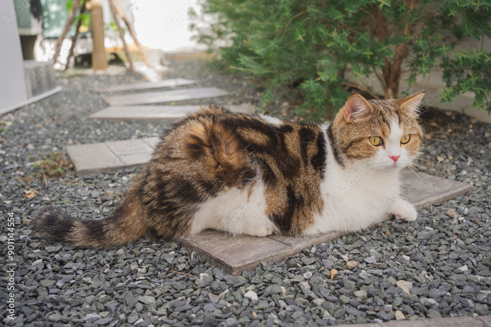 outdoor activity concept with scottish cat play on floor with pine and garden background outdoor activity concept with scottish cat play on floor with pine and garden background