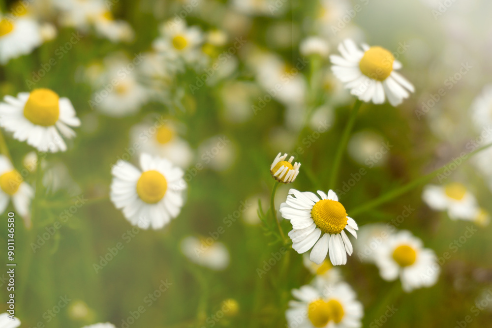 Chamomile flowers field in sun ligh. Chamomile flowers field in sun ligh.