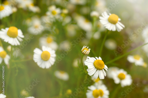 Chamomile flowers field in sun ligh.