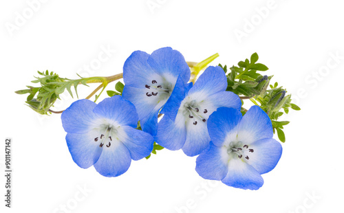 blue nemophila flower isolated