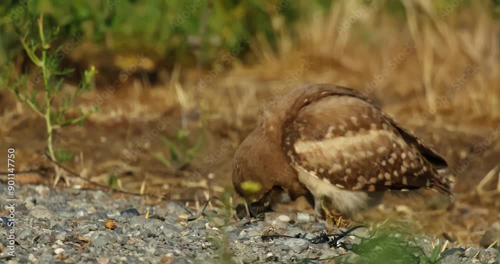 Burrowing Owls in Grassland Burrowing Owls in Grassland