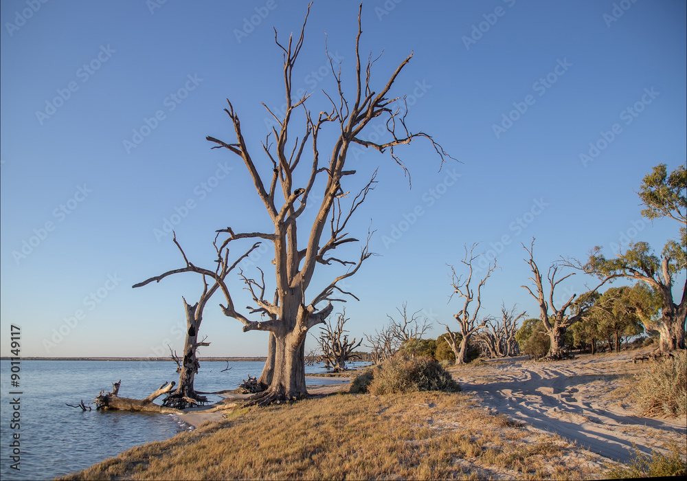 Obraz premium Dead trees standing in water, unusual landscape, Lake Berri, South Australia