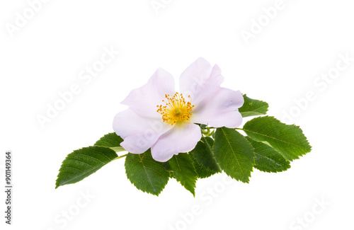 Rosehip flowers isolated