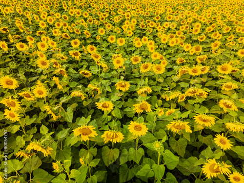 Bavarian Sunflower fields from top with a wide range of yellow color spots photo