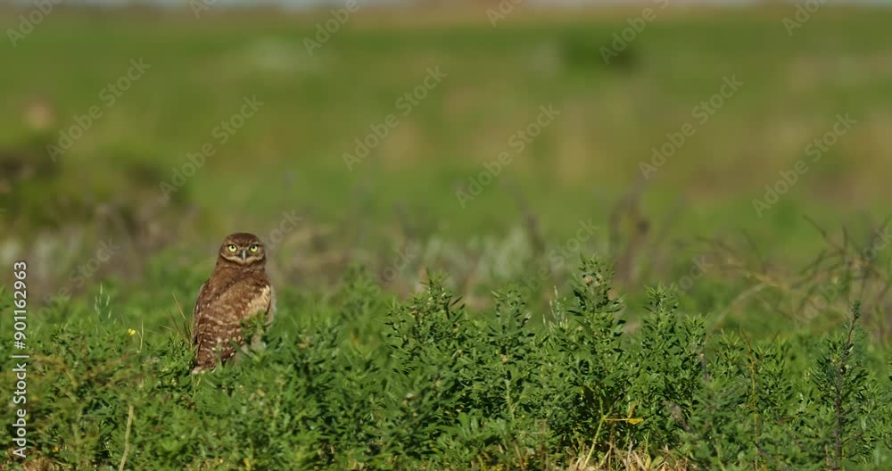 Burrowing Owls in Grassland Burrowing Owls in Grassland