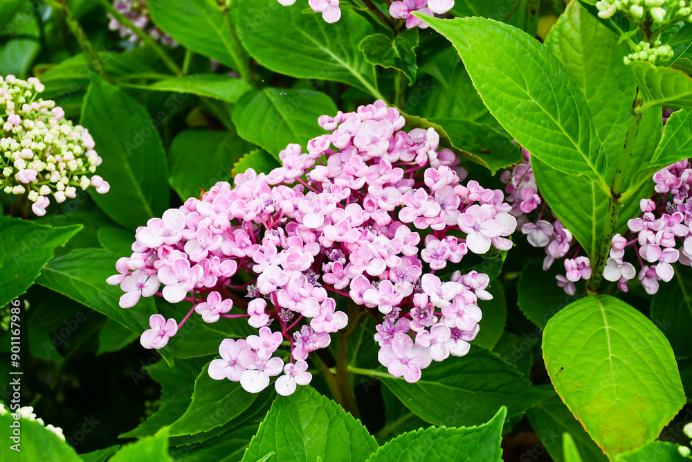 Beautiful pink Hydranga flower bloom, flowering in domestic garden in an English country garden. Beautiful pink Hydranga flower bloom, flowering in domestic garden in an English country garden.