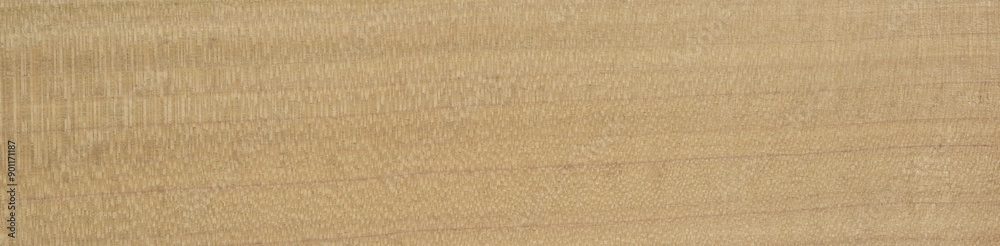 White Tulip Whispers. Close-up of wood surface, a serene background echoing nature's tranquility White Tulip Whispers. Close-up of wood surface, a serene background echoing nature's tranquility