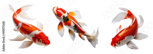 Three Vibrant Koi Fish Swimming Gracefully in Clear Water with Transparent Background