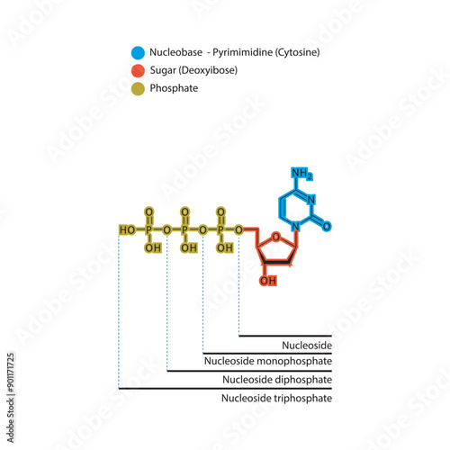 Diagram of nucleoside - Deoxycytidine  mono, di and trip phosphate skeletal structure schematic illustration, Nucleoside molecule.