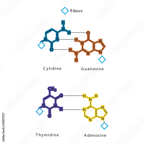 Diagram showing hydrogen bonds between DNA nitrogenous bases - Cytidine, Guanosine, Adenosine, Thymidine. simple schematic illustration.