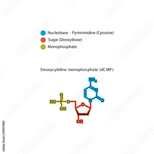 Deoxycytidine monophosphate (dCMP) skeletal structure schematic illustration, Nucleotide molecule.