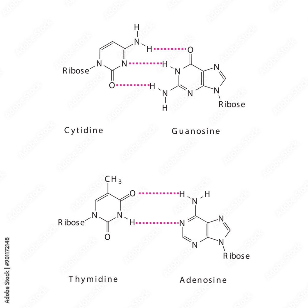 Diagram showing hydrogen bonds between DNA nitrogenous bases - Cytidine, Guanosine, Adenosine, Thymidine. simple schematic illustration. Diagram showing hydrogen bonds between DNA nitrogenous bases - Cytidine, Guanosine, Adenosine, Thymidine. simple schematic illustration.