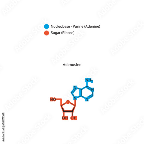 Adenosine skeletal structure schematic illustration, Nucleoside molecule.