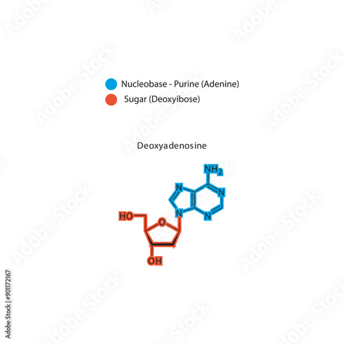 Deoxyadenosine skeletal structure schematic illustration, Nucleoside molecule.