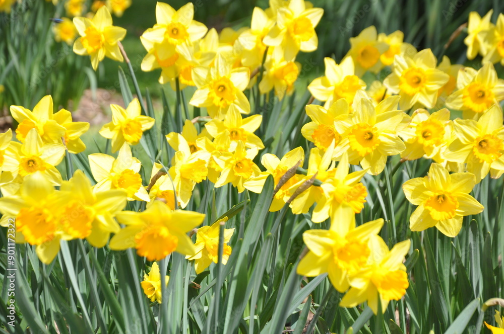 Obraz premium Spring blossoming yellow tulips in the garden