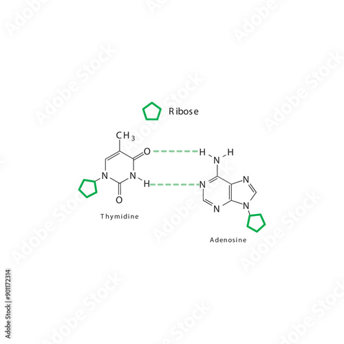 Diagram showing hydrogen bonds between DNA nitrogenous bases - Thymidine and Adenosine, simple schematic illustration.
