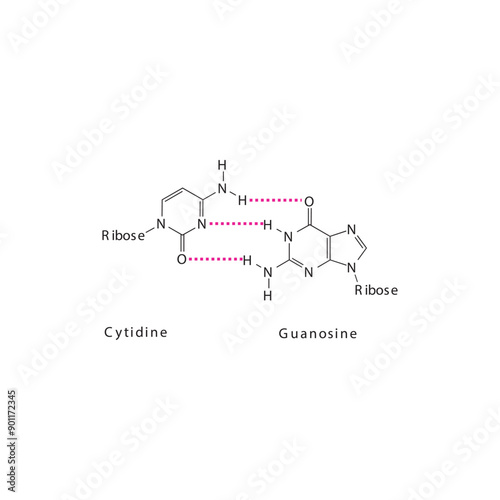 Diagram showing hydrogen bonds between DNA nitrogenous bases - Cytidine and Guanosine, simple schematic illustration.