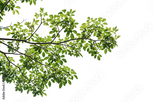 Fototapeta Naklejka Na Ścianę i Meble -  branch leaves or green leaf isolated. Tree Leaf Frame