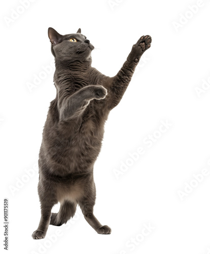 Full body shot of Russian Blue Cat standing on hind legs and reaches up. Standing on two legs. White background, isolated. photo