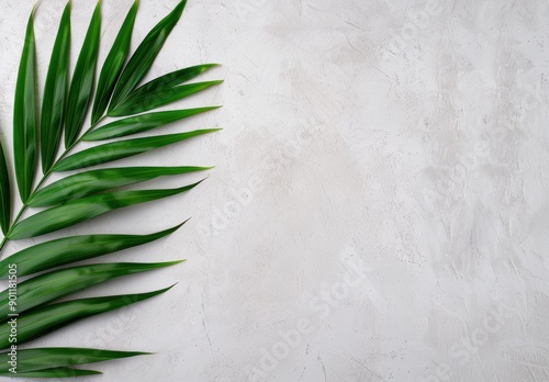 Tropical palm leaves on a concrete background