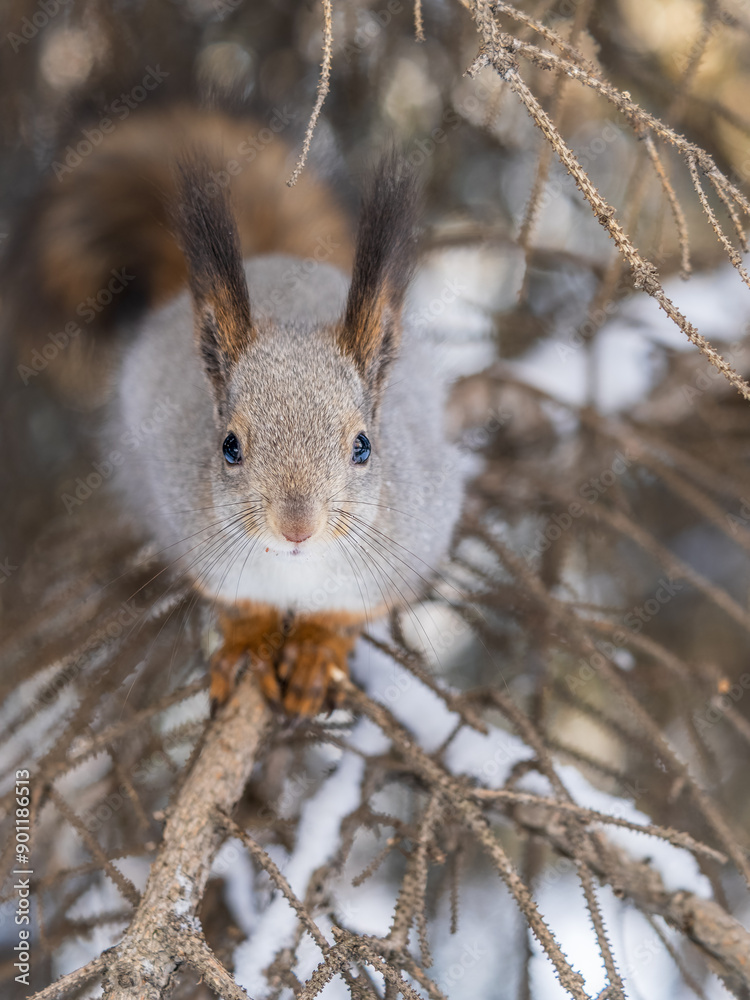 The squirrel sits on a branches without leaves in the winter or autumn The squirrel sits on a branches without leaves in the winter or autumn