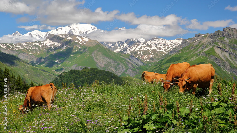 Fototapeta premium Cows grazing in a mountain pasture above the lake of Roselend, Beaufortain, Savoie, France, with the Mont Blanc in the background