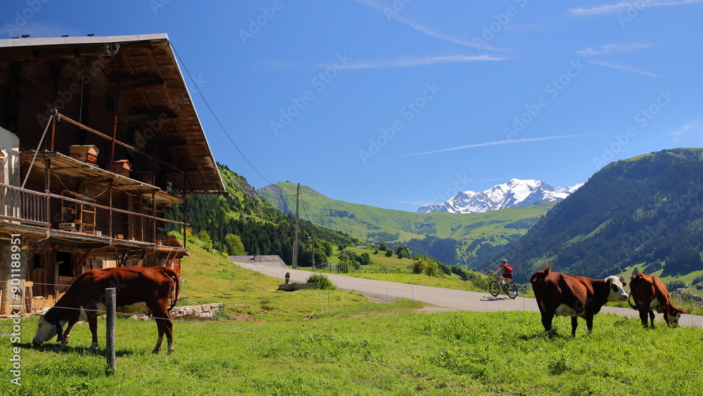 Cows grazing in a farm in Hauteluce, a village located in Beaufortain, Savoie, France, surrounded by mountain pastures and with the Mont Blanc in the background on the left