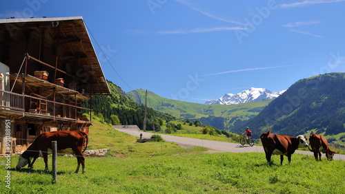 Obraz na płótnie Cows grazing in a farm in Hauteluce, a village located in Beaufortain, Savoie, France, surrounded by mountain pastures and with the Mont Blanc in the background on the left w salonie