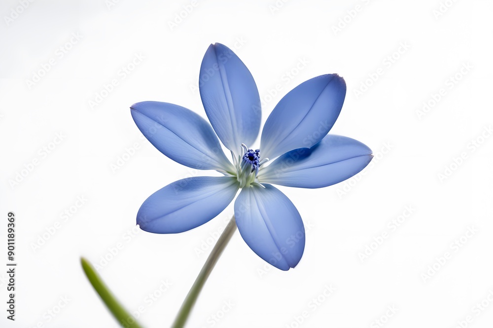 Bluet flower on white background, Ai Generated Bluet flower on white background, Ai Generated