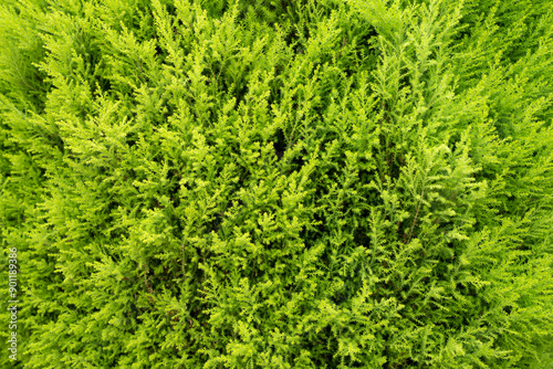 Green cypress pine shrub foliage detailed closeup vibrant color showcasing the dense and healthy plant growth in a natural background setting