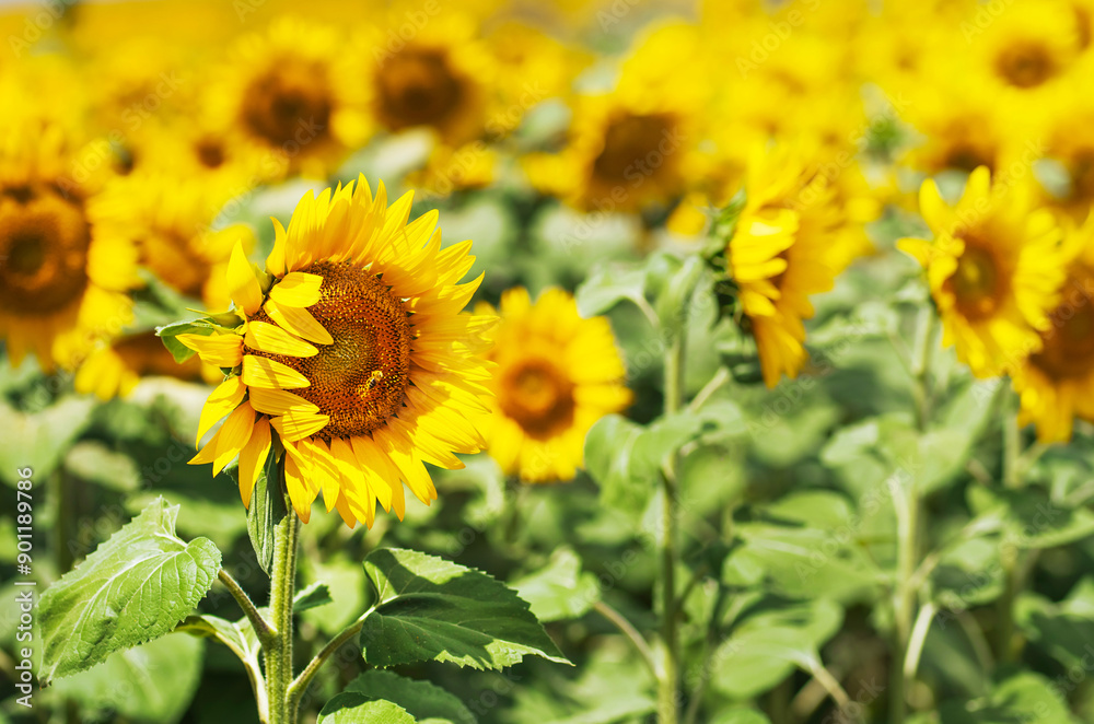 Yellow sunflowers grow in the field. Agricultural crops. Yellow sunflowers grow in the field. Agricultural crops.