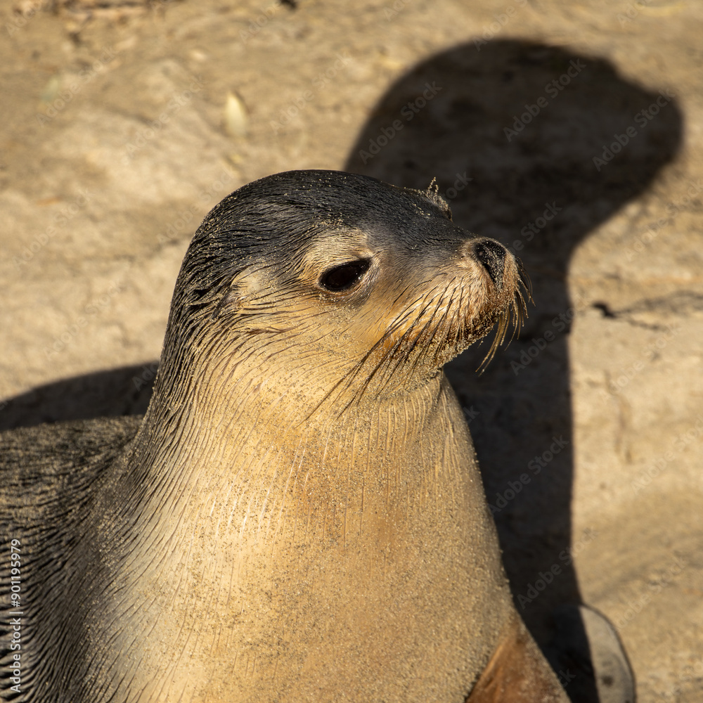 Obraz premium Aus­tralian sea lions (Neopho­ca cinerea) are part of a group known as ​‘eared’ seals. One of the rarest species in the world.