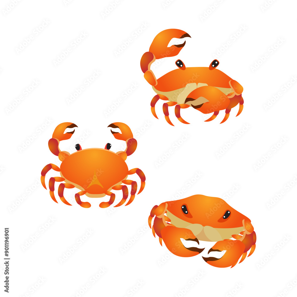a collection of various crab poses with large claws a collection of various crab poses with large claws